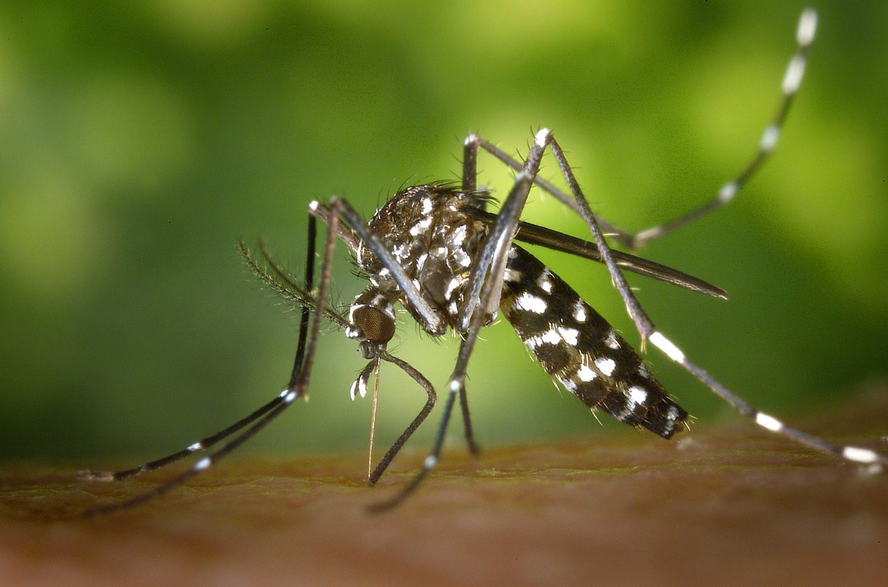 殺虫剤や虫よけ剤等の薬剤を使わない蚊よけ対策を紹介しますの画像